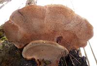 Fomitopsis mounceae image