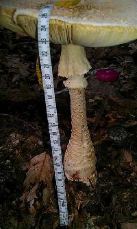 Amanita daucipes image