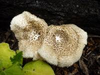 Lentinus tigrinus image