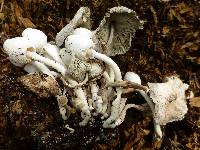 Leucocoprinus cepistipes image