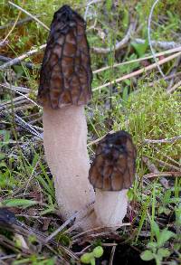 Morchella brunnea image