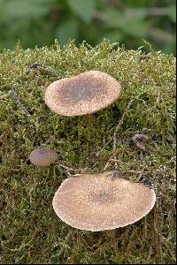 Polyporus ciliatus image