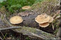 Polyporus ciliatus image