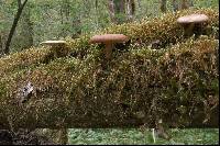 Polyporus ciliatus image