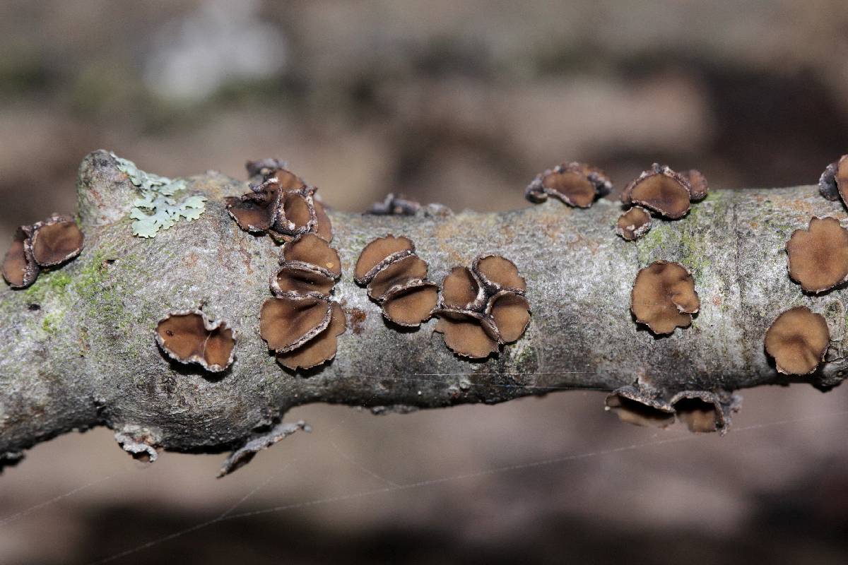 Sclerencoelia fascicularis image