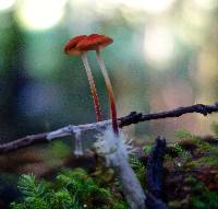 Marasmius elegans image