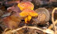 Hygrocybe psittacina var. perplexa image