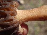 Morchella brunnea image