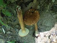 Gyroporus castaneus image