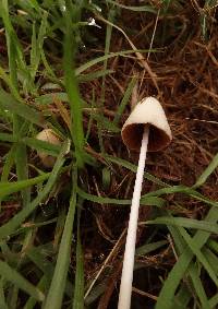 Conocybe apala image