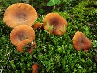 Lactifluus hygrophoroides image