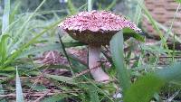 Boletellus ananas image