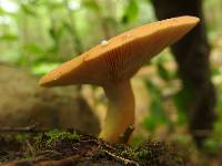 Lactarius volemus image