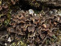 Peltigera didactyla image