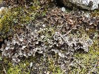 Peltigera didactyla image