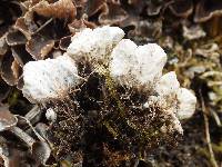 Peltigera didactyla image