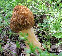 Morchella americana image