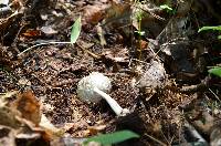 Amanita sect. Vaginatae image