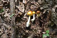 Amanita banningiana image