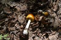 Amanita banningiana image