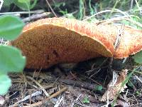 Suillus lakei image