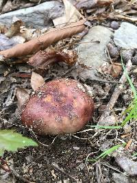 Russula vinacea image