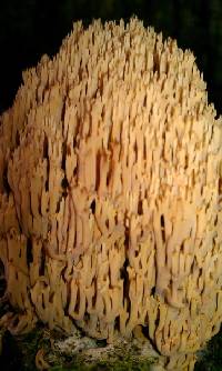 Ramaria concolor image