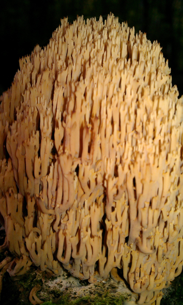 Ramaria concolor image