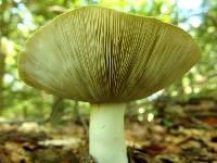 Russula variata image