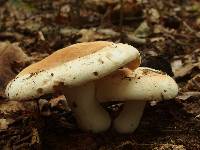 Russula compacta image