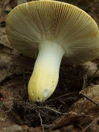 Russula ochroleucoides image