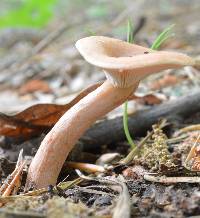 Lactarius griseus image