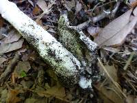 Amanita murrilliana image