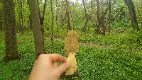 Morchella americana image