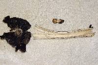 Coprinopsis variegata image