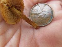 Pholiota granulosa image