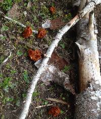 Gyromitra montana image