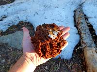 Gyromitra montana image