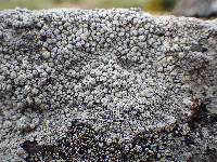 Pertusaria amara f. pulvinata image