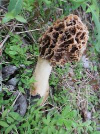 Morchella ulmaria image