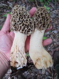 Morchella ulmaria image