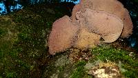 Panus conchatus image