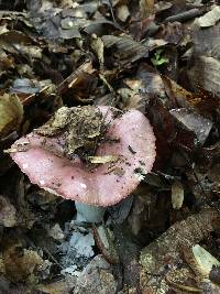 Russula vinacea image