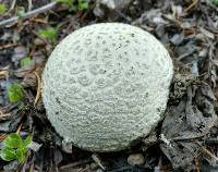 Amanita aprica image