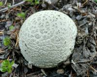 Amanita aprica image