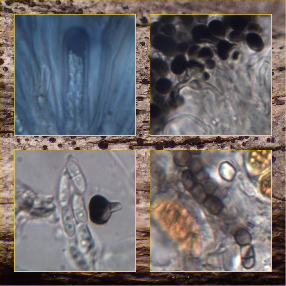 Catillaria praedicta image