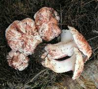 Hygrophorus purpurascens image