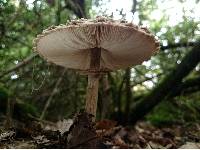 Chlorophyllum olivieri image