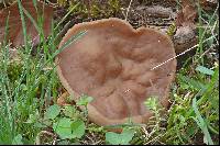 Discina ancilis image