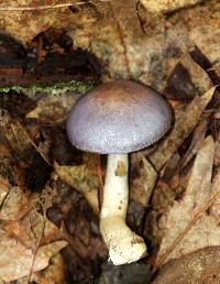 Cortinarius iodes image